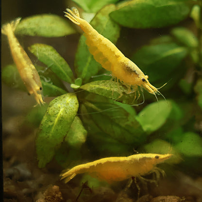 Crevette Neocaridina Davidi Yellow Neon - Lots de 5