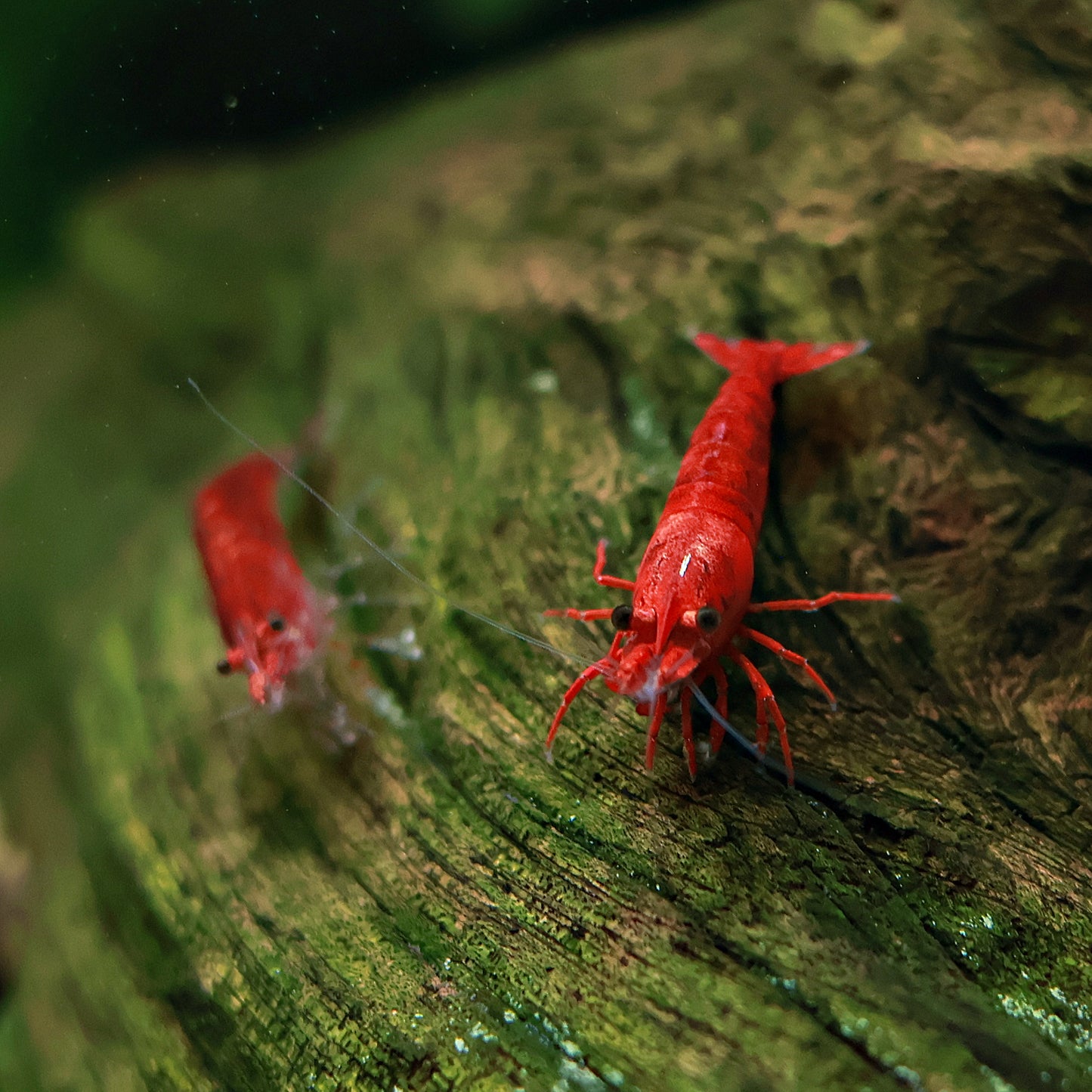 Crevettes Neocaridina Davidi Bloody Marry - Lots de 10