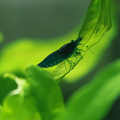Crevette Neocaridina Davidi Blue Dream - Lots de 5