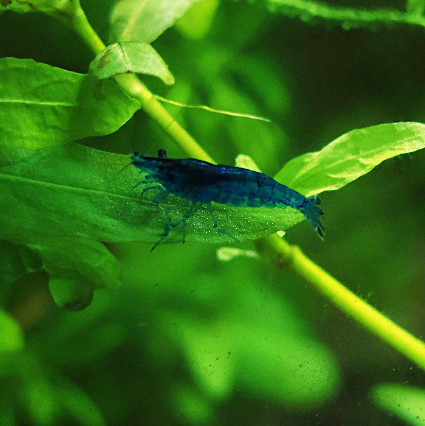 Crevette Neocaridina Davidi Blue Dream - Lots de 5