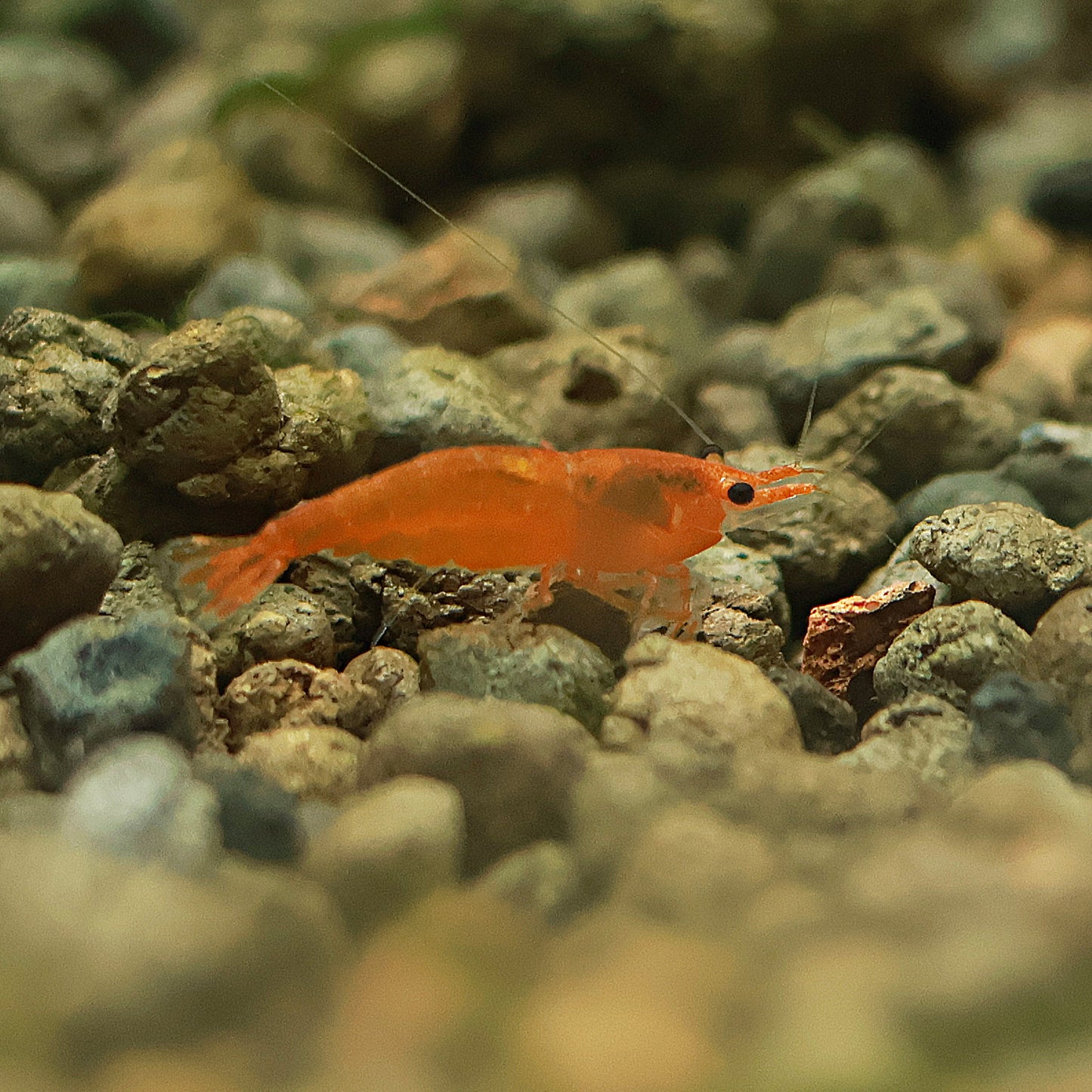 🧡Crevette Neocaridina Sunkist Orange - a l'unité