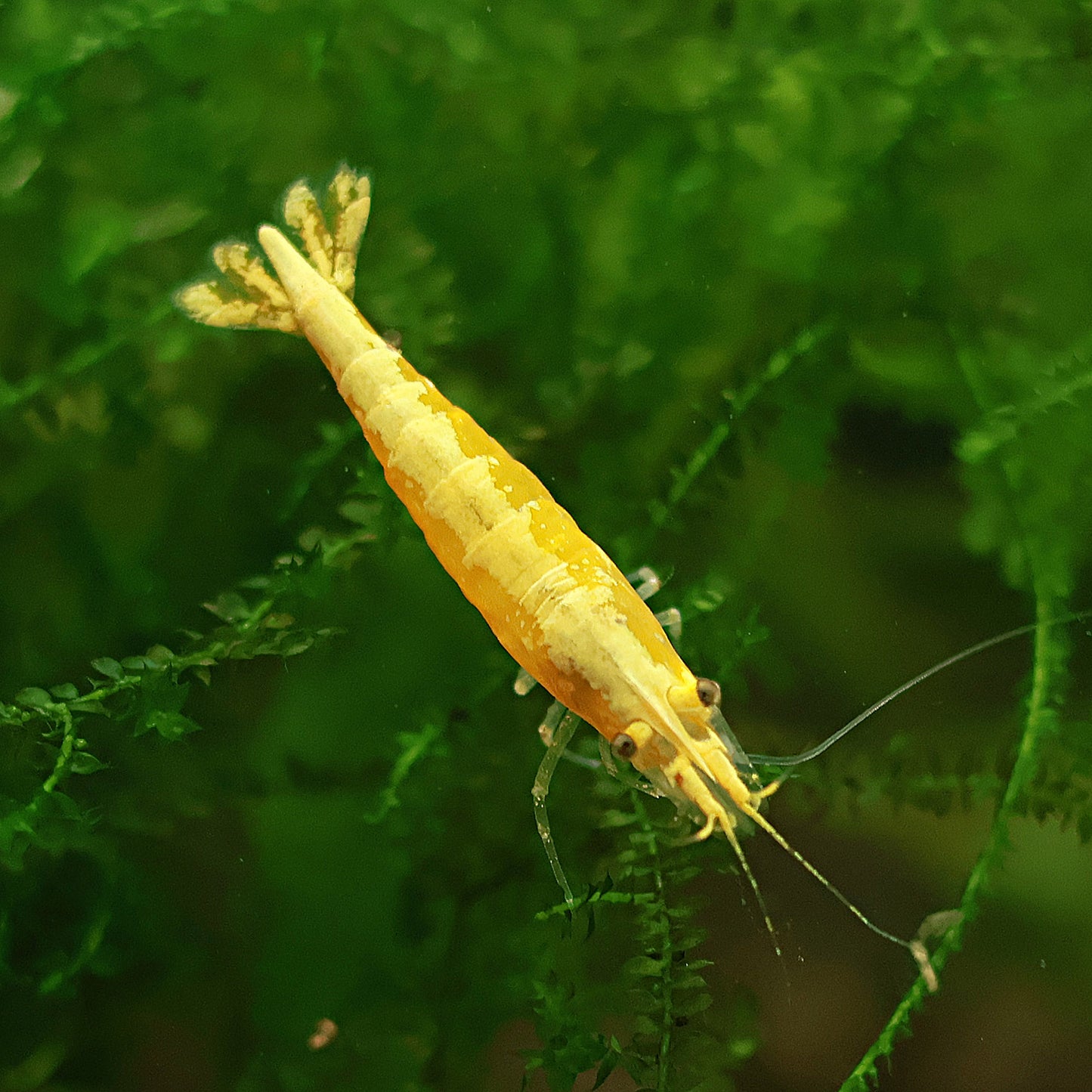 Crevette Neocaridina Davidi Yellow Neon - Lots de 5
