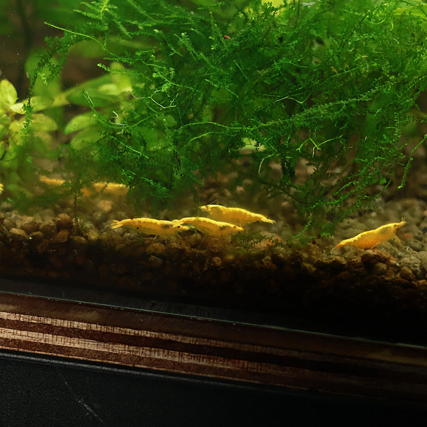 Crevette Neocaridina Davidi Yellow Neon - Lots de 5