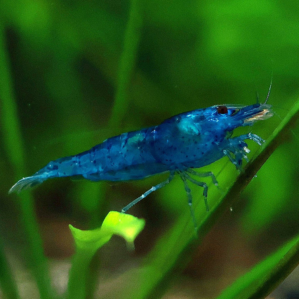 💙Crevette Neocaridina Blue Dream - a l'unité