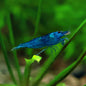 Crevette Neocaridina Davidi Blue Dream - Lots de 5