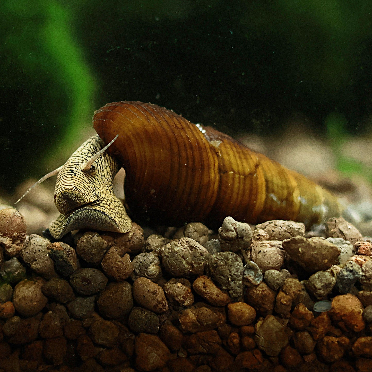 Escargot Tylomelania Yellow