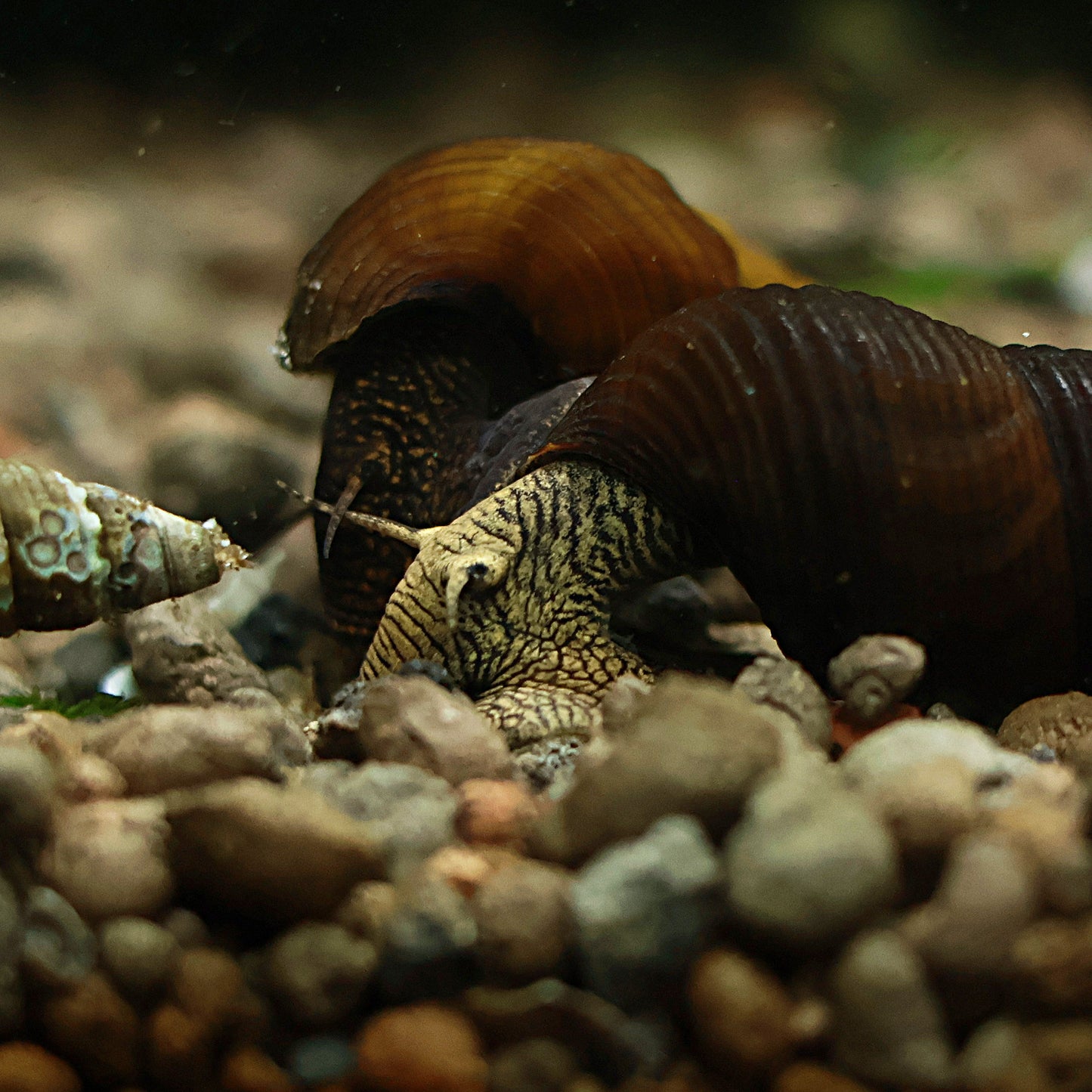 Escargot Tylomelania Yellow