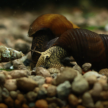 Escargot Tylomelania Yellow