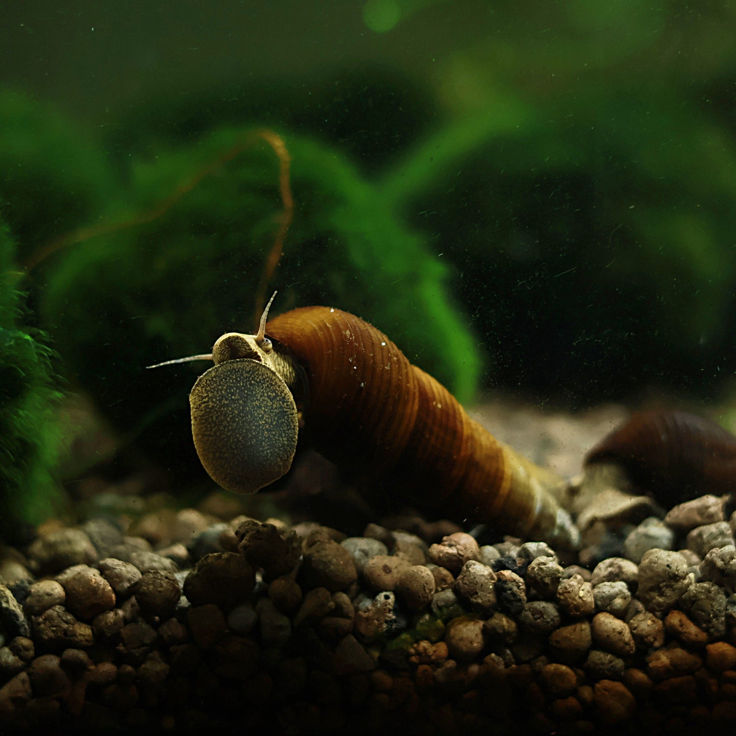 Escargot Tylomelania Yellow