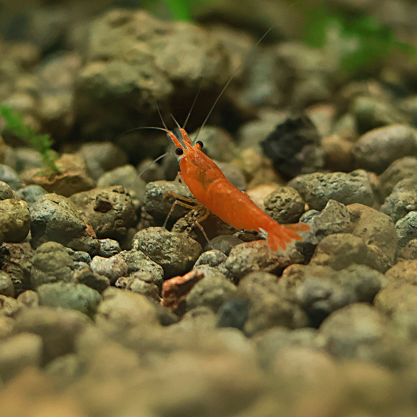🧡Crevette Neocaridina Sunkist Orange - a l'unité