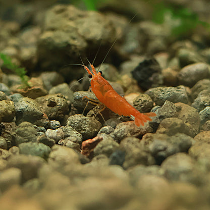 🧡Crevette Neocaridina Sunkist Orange - a l'unité