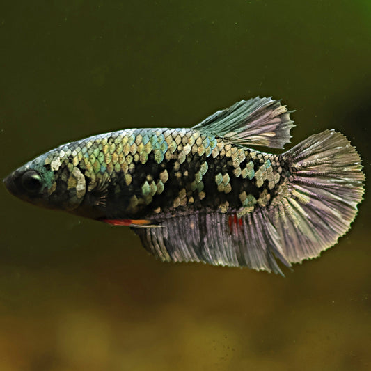 Moon - Betta Femelle Avatar Copper Gordon Plakat