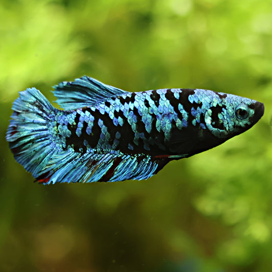 Altarah - Betta Femelle Avatar Bleu Gordon Plakat