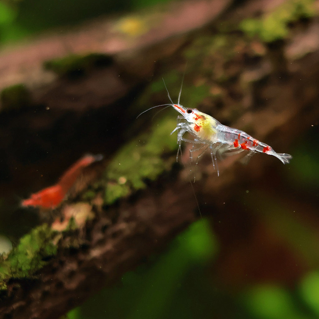 🩶Crevette Neocaridina Déclassé - lot de 10
