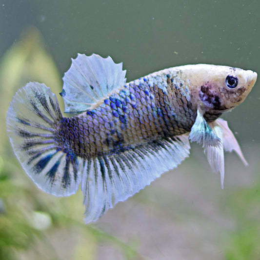 Angel - Mâle Plakat Blanc Bleu Marbré🌏