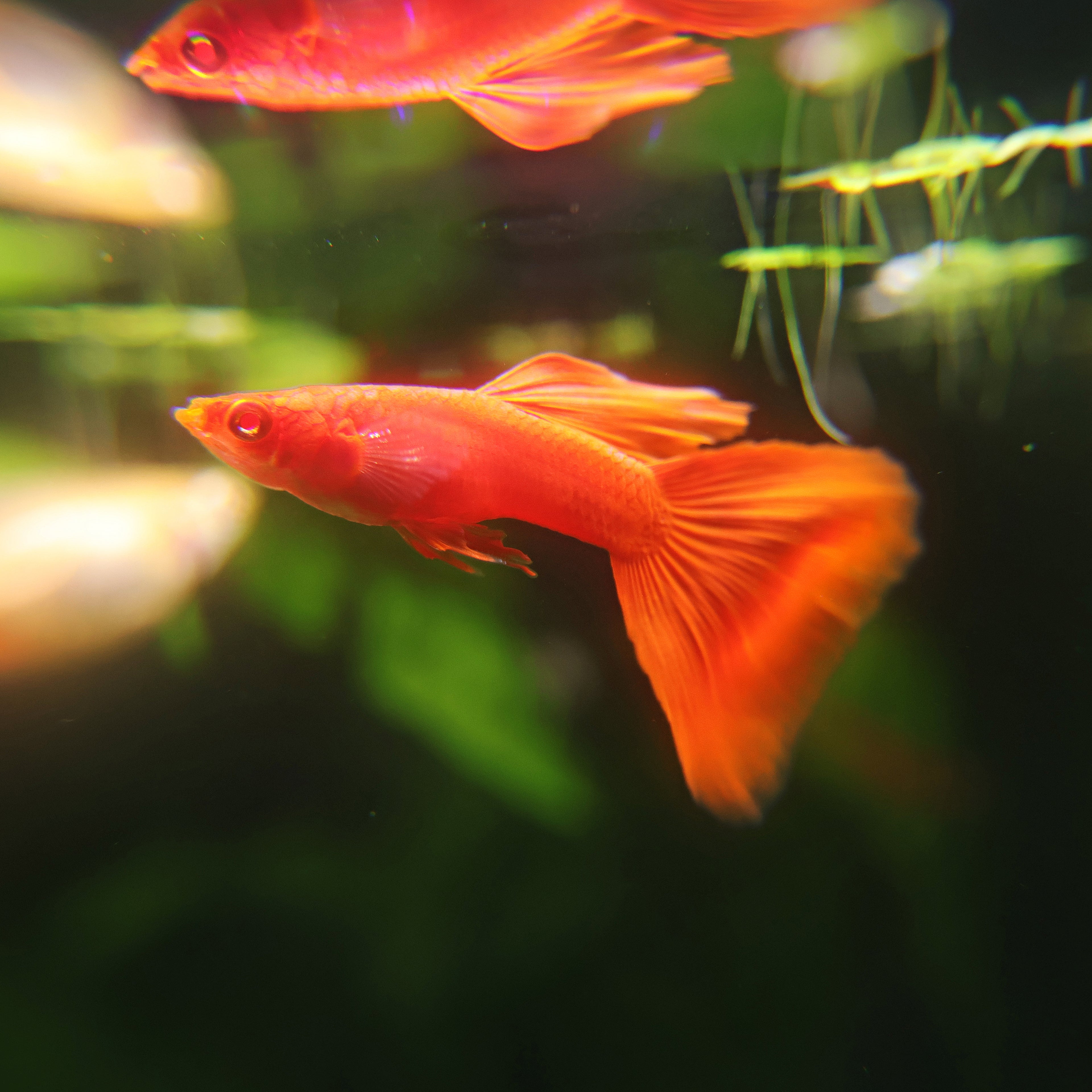 9b/ Couple Full Red Albino Poecilia Reticulata