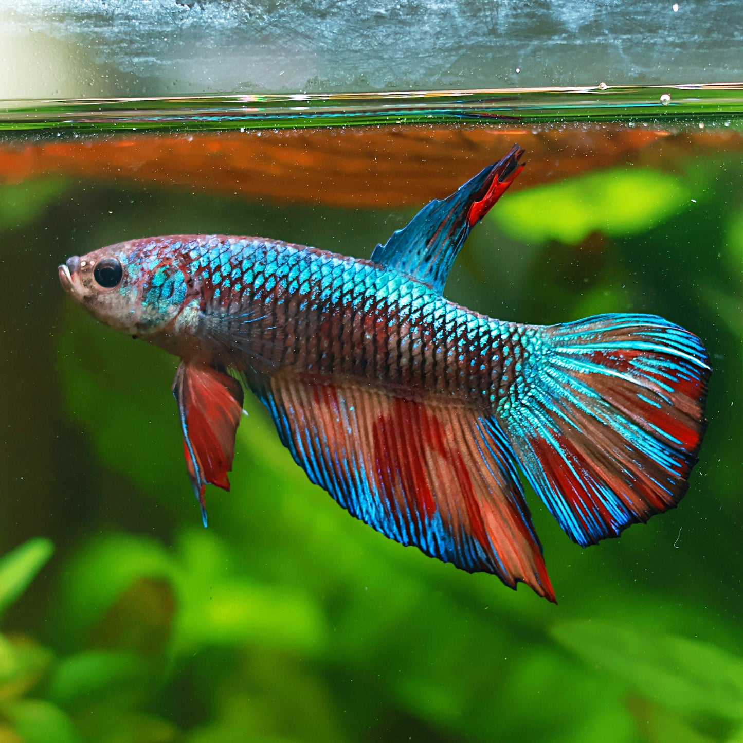 Timeline - Mâle Giant Plakat Bleu Vanda 🇮🇩