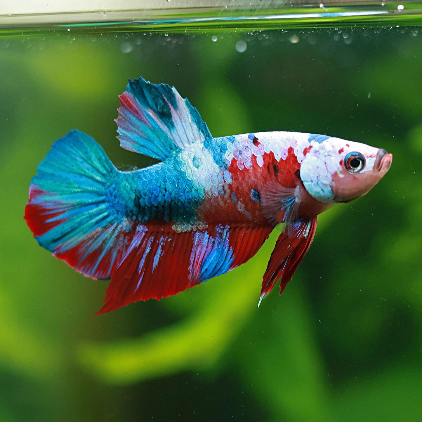 Croquette - Mâle Plakat Koi Red Galaxy 🇮🇩