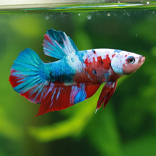 Croquette - Mâle Plakat Koi Red Galaxy 🇮🇩