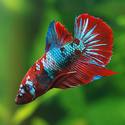 Brioche - Mâle Plakat Red Galaxy 🇮🇩