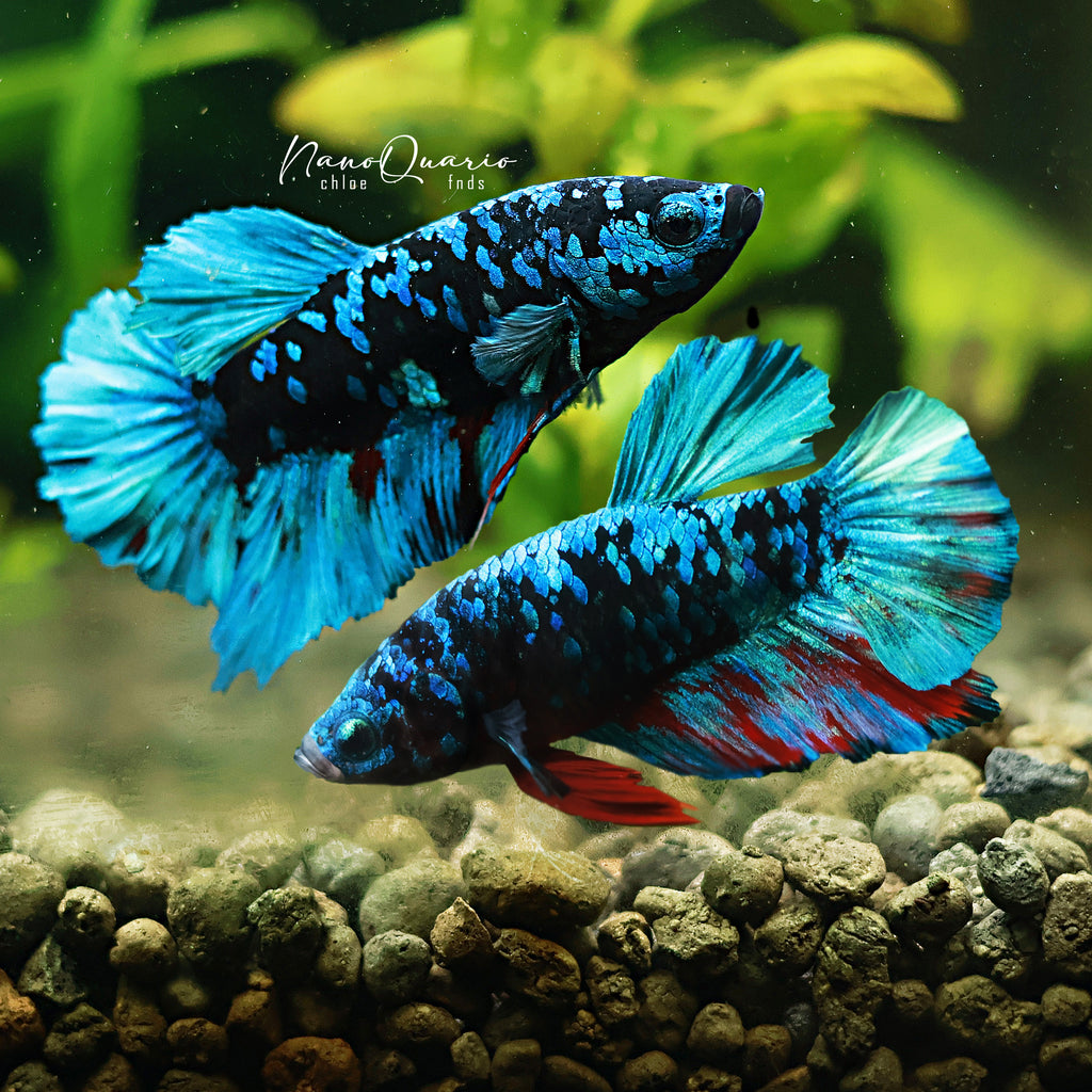Plakat macho Avatar Azul