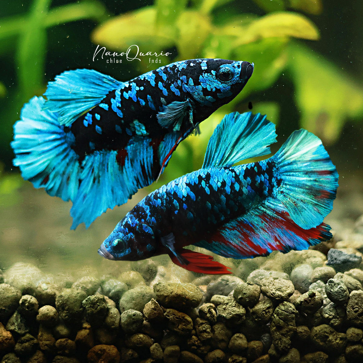 Mâle Plakat Avatar Bleu