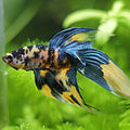 [Showroom] Männlicher Veiltail Koi Yellow Galaxy
