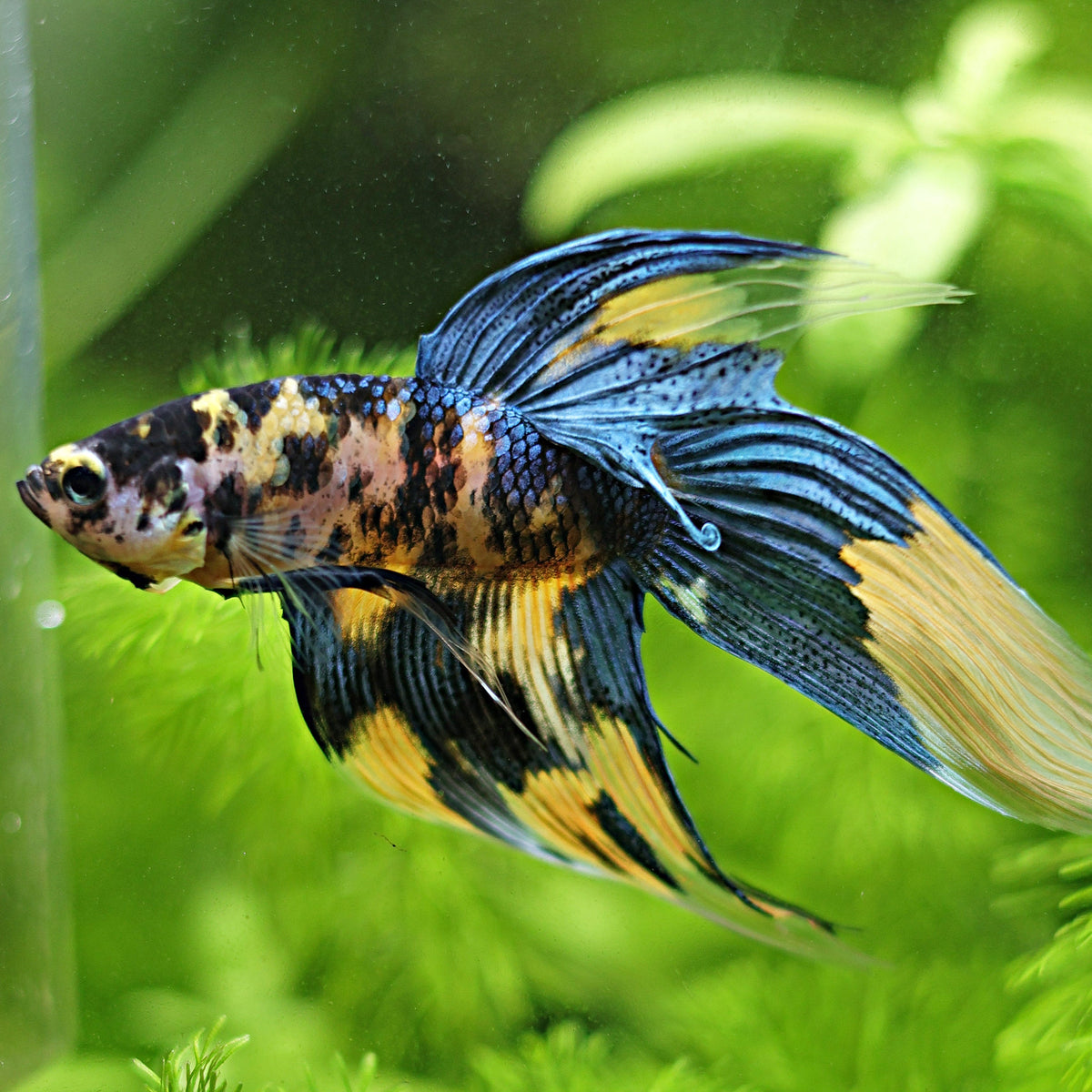 [Showroom] Mâle Veiltail Koi Yellow Galaxy