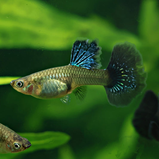 Femelles Dragon Irisé Poecilia Reticulata