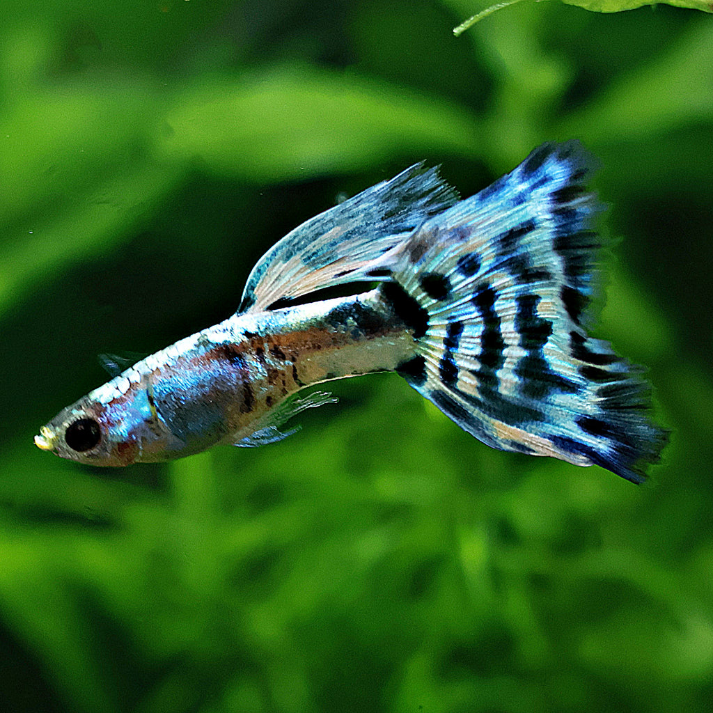 4/ Blue Ice Mosaïc Poecilia Reticulata / Souche Française 🇨🇵