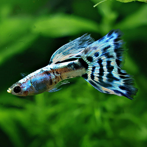 4/ Blue Ice Mosaïc Poecilia Reticulata / Souche Française 🇨🇵