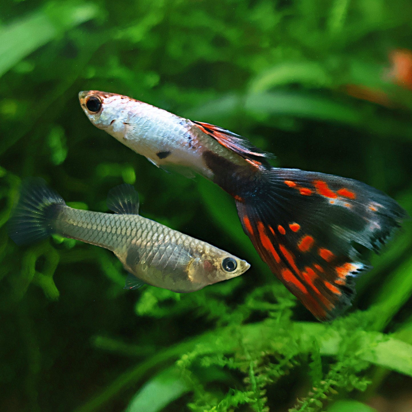Couple Silver Red Mosaic Mâle et Femelle Poecilia Reticulata