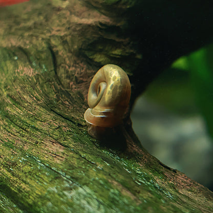 Planorbes Brun Classique