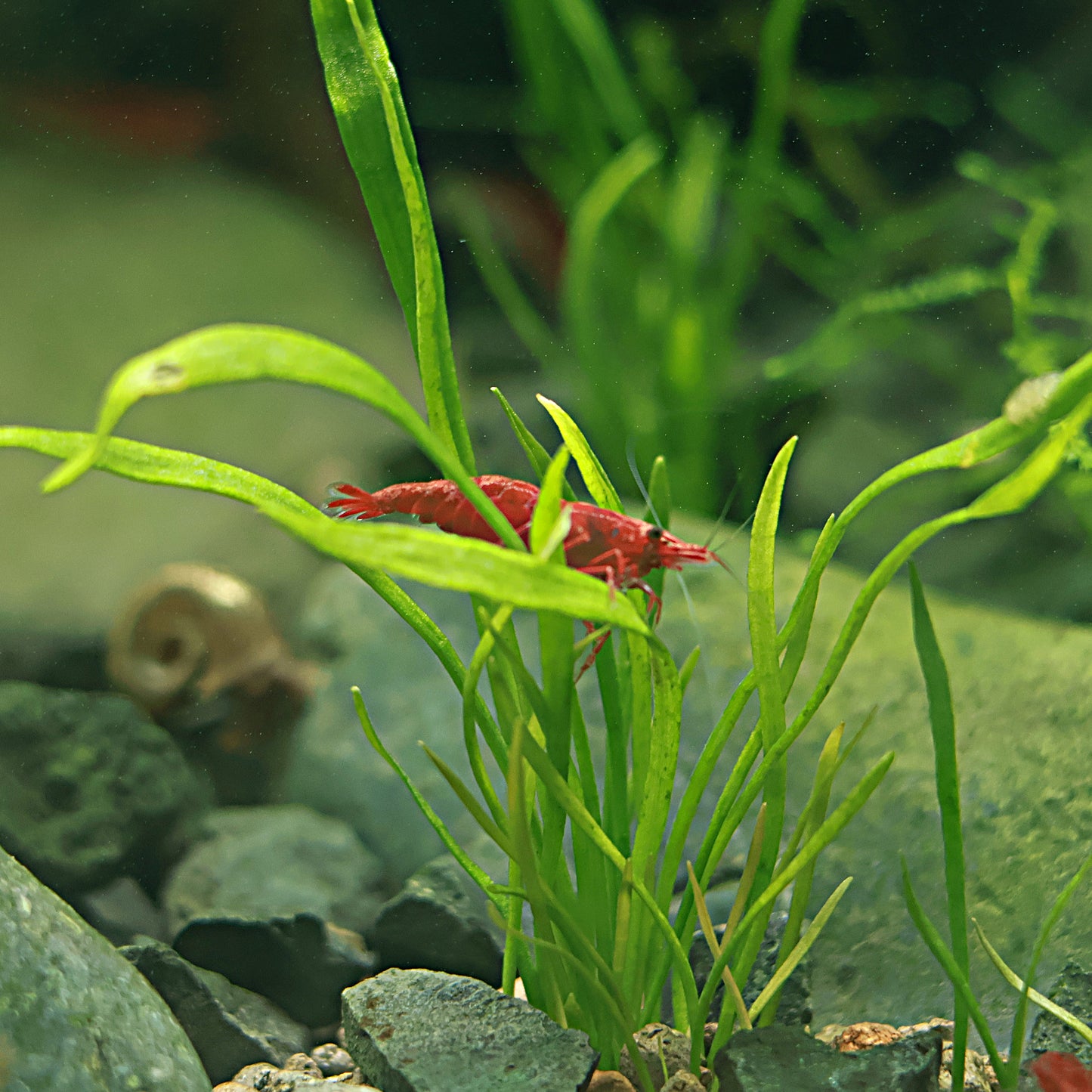 Crevettes Neocaridina Davidi Bloody Marry - Lots de 10