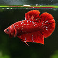 [Showroom] Mâle Plakat Red Chromatic Stardust Nebulla