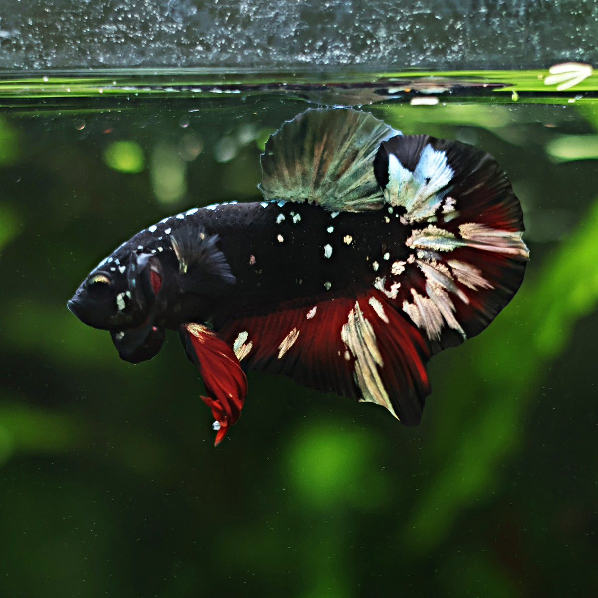 [Showroom] Mâle Plakat Stardust Nebulla Avatar Copper Vampire