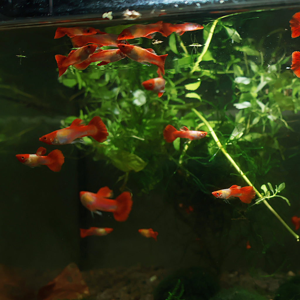 9f/ Couple Koi Kohaku Poecilia Reticulata