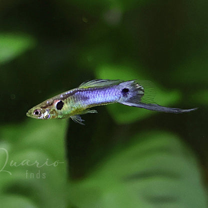 Couple Poecilia Reticulata Bleu de Rorota Épée Basse 🇫🇷