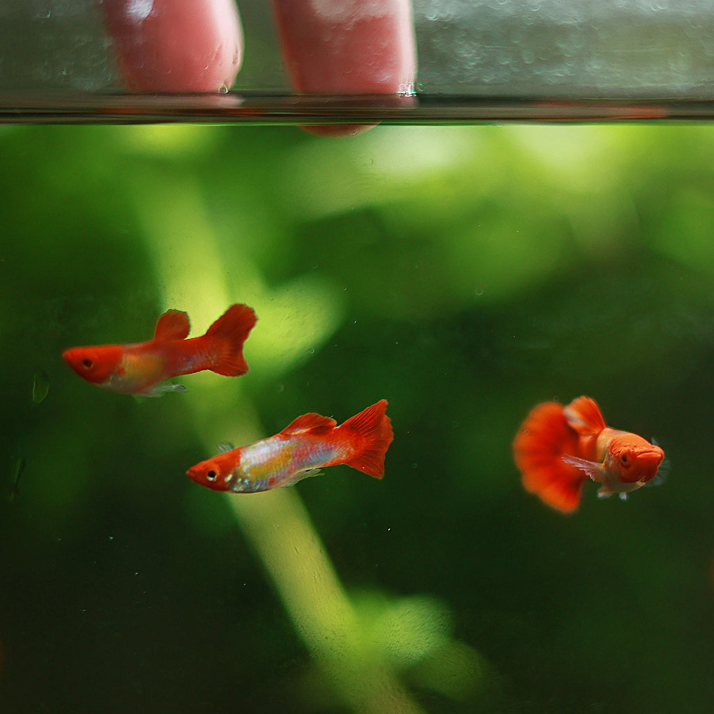 9f/ Couple Koi Kohaku Poecilia Reticulata