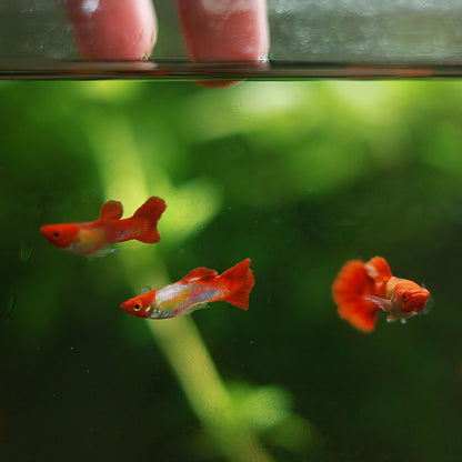Couple Koi Kohaku Poecilia Reticulata