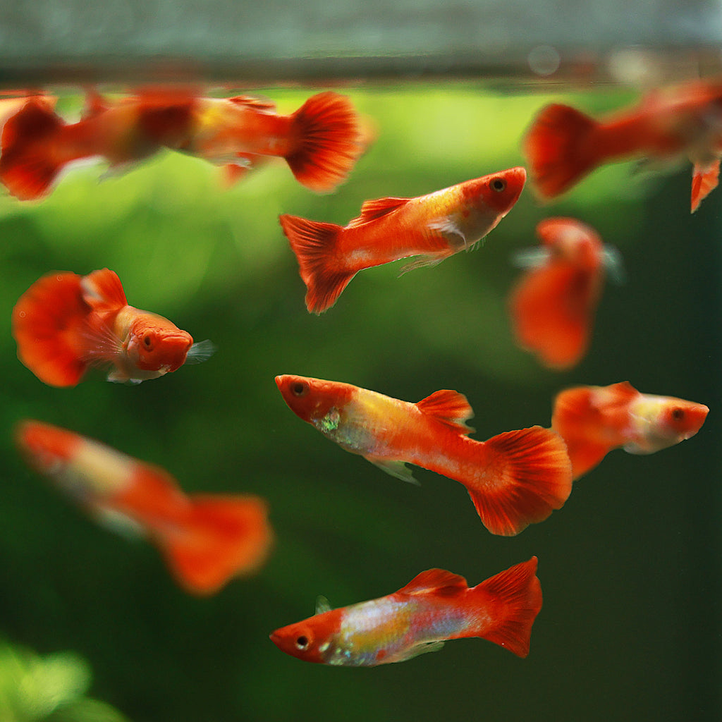 9f/ Couple Koi Kohaku Poecilia Reticulata