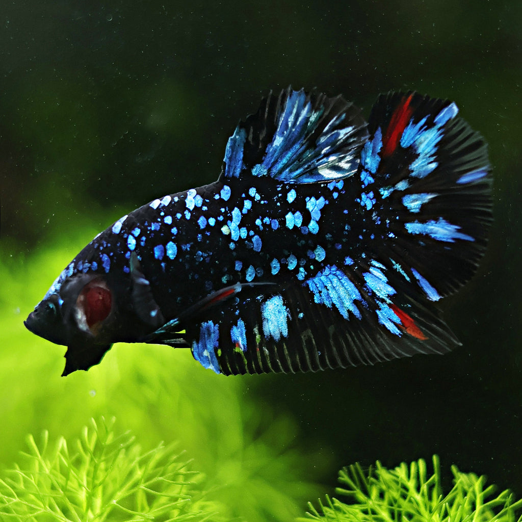 [Showroom] Mâle Plakat Stardust Nebulla Avatar Gordon
