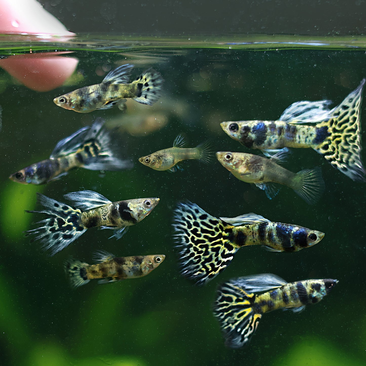 Couple Blue King Tiger Cobra Mâle et Femelle Poecilia Reticulata