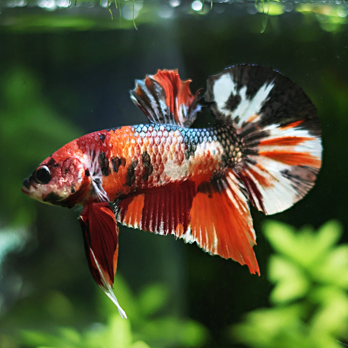[Showroom] Mâle Plakat Koi Mettalic Copper Nemo