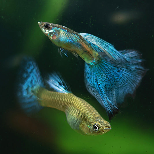 5a/ 1m 3f Blue Grass Mâle et Femelle Poecilia Reticulata