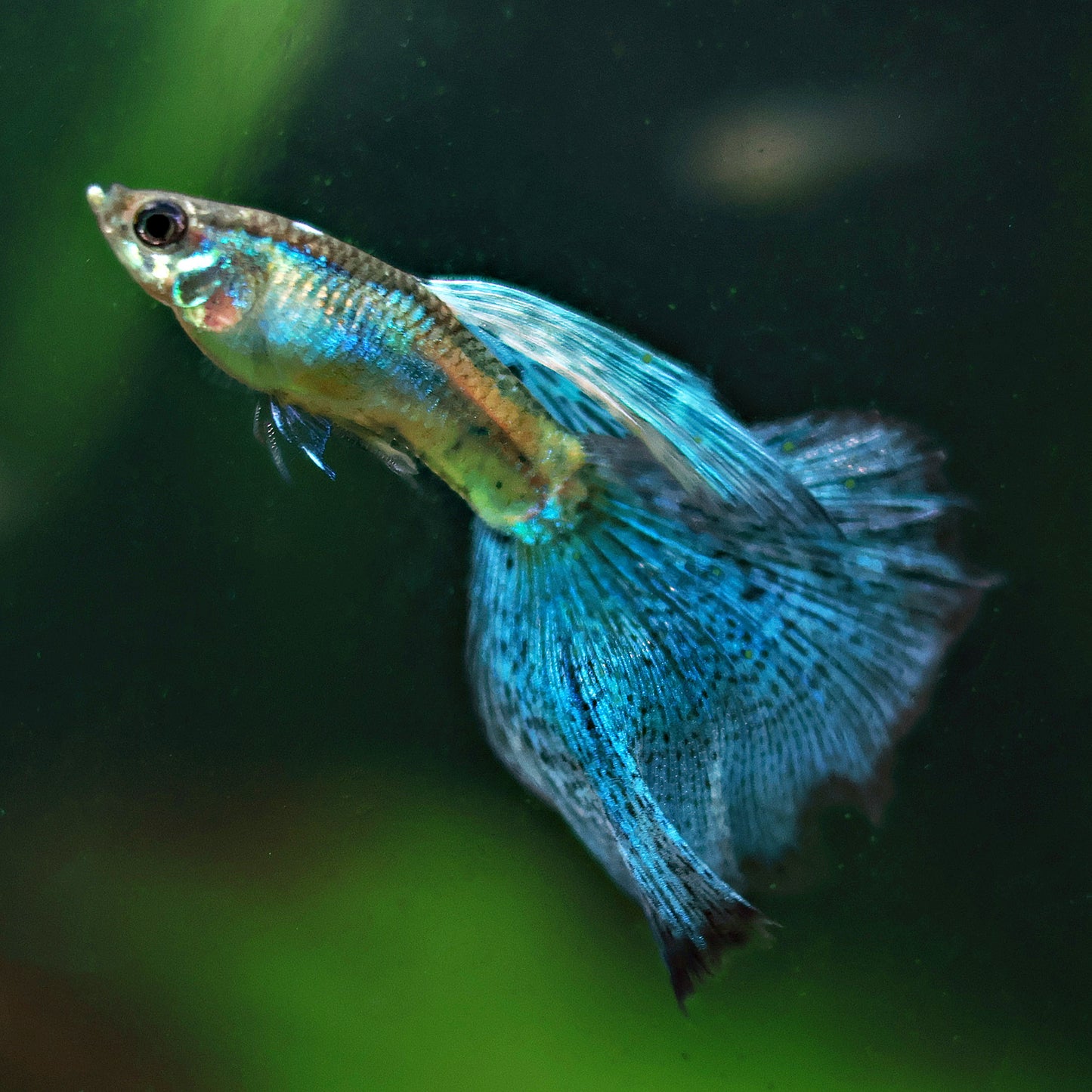 Couple Blue Grass Mâle et Femelle Poecilia Reticulata