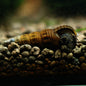 Escargot Tylomelania Brown