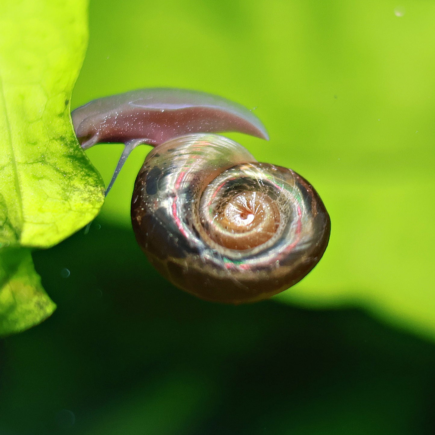Planorbes Brun Classique