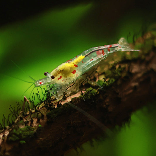 Crevettes Neocaridina Davidi Déclassé - Lots de 10