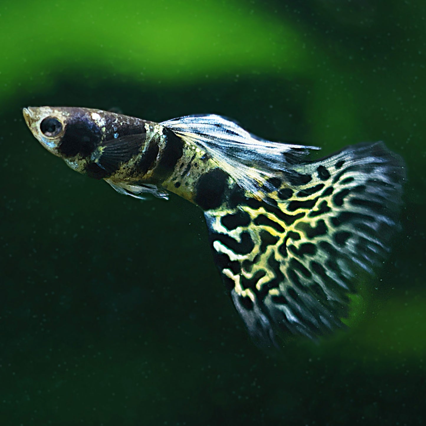 Couple Blue King Tiger Cobra Mâle et Femelle Poecilia Reticulata